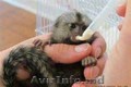 Marmoset pigmeu de calitate superioară - cele mai mici maimuțe disponibile