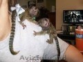 Maimuțe Marmoset adorabile